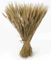 wheat