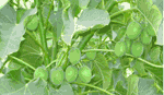 Jatropha Plant