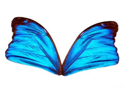 Dazzling Blue Butterfly